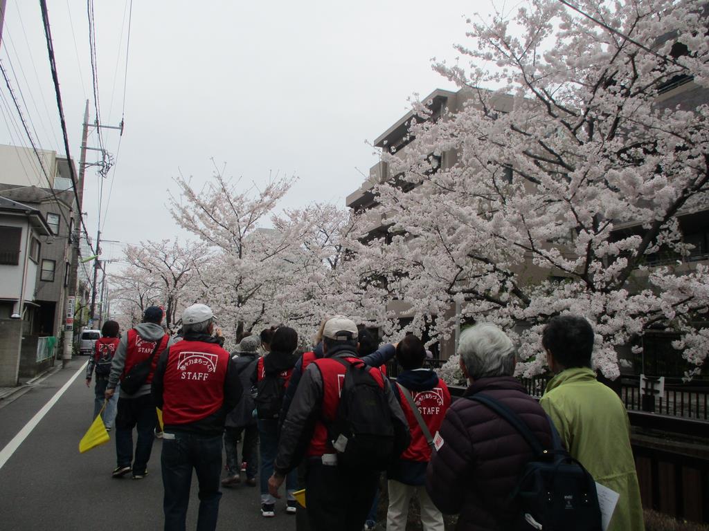 満開の桜の中、谷沢川沿いを歩く様子