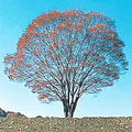 区の樹ケヤキの写真