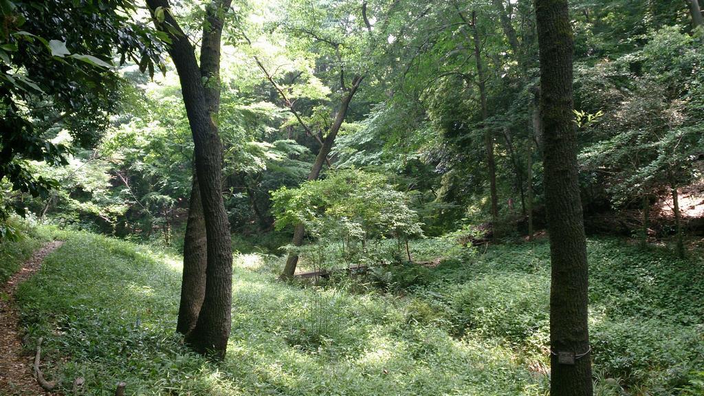 多摩川沿いの国分寺崖線に残る貴重な樹林地である成城みつ池
