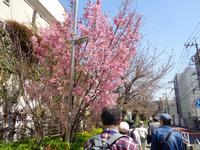 春の歩こう会の様子