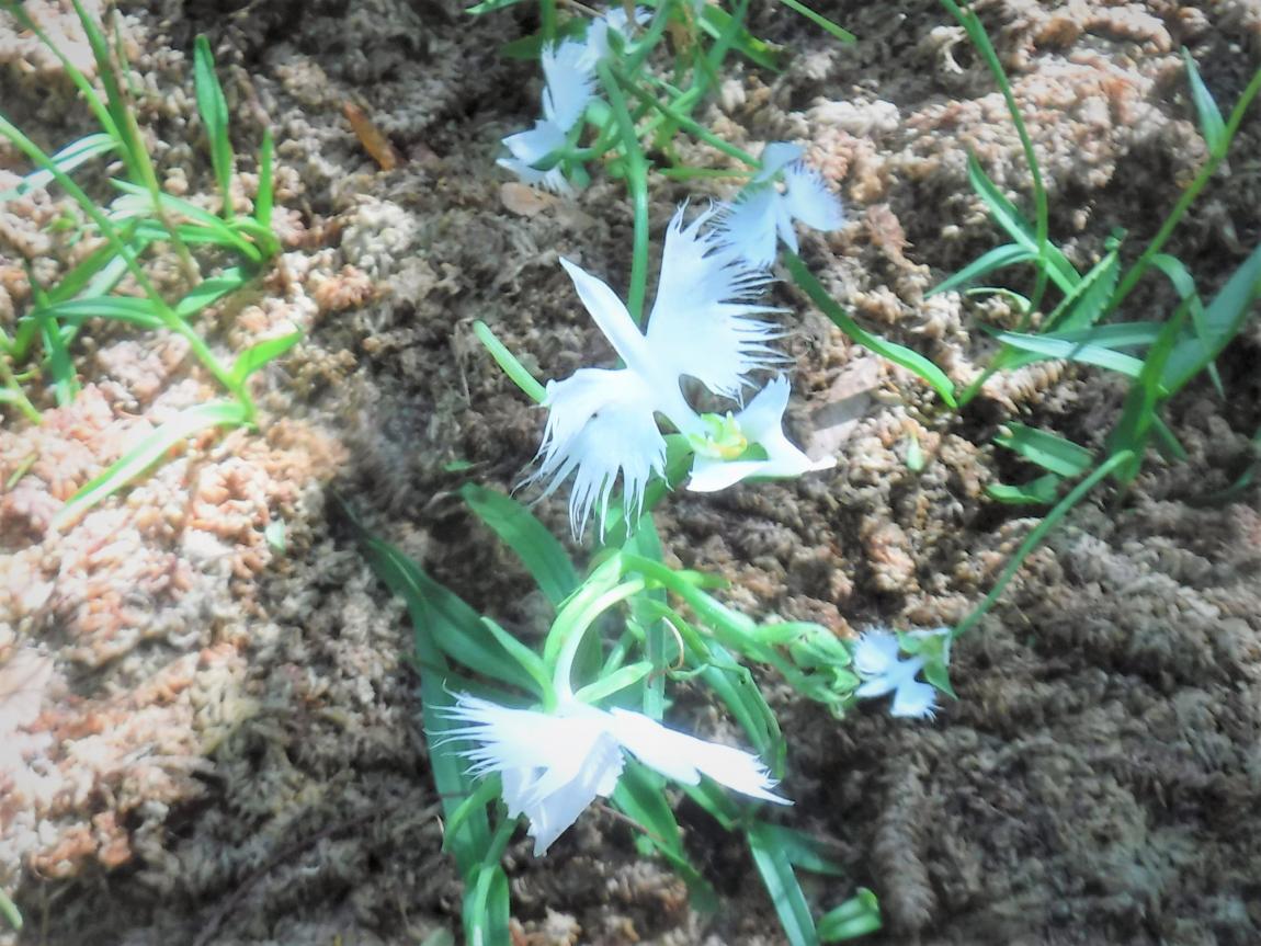 見ごろのさぎ草