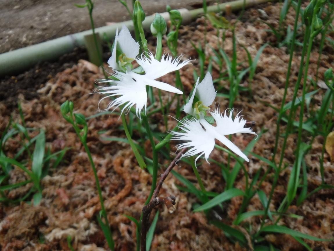 さぎ草の花