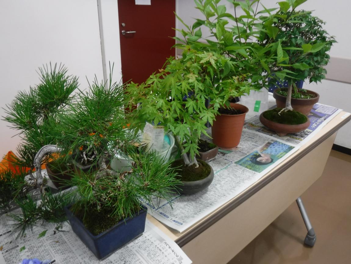 講習会で使用した植物