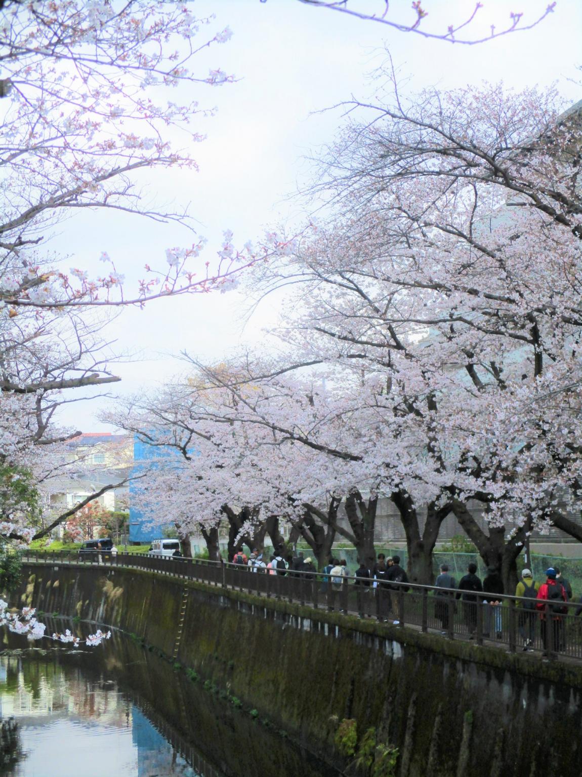仙川沿いの桜並木を歩く一行