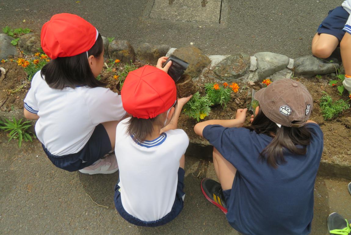 子どもたちが植えている様子