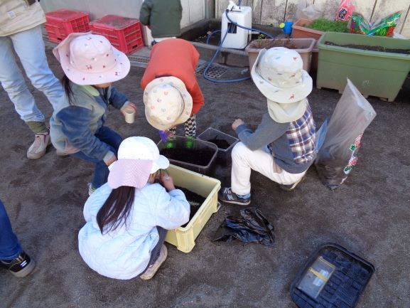 カブトムシの幼虫のお世話