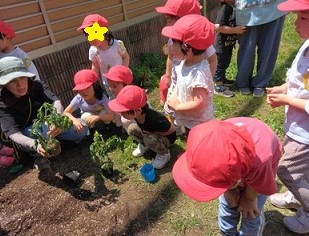 植え付け