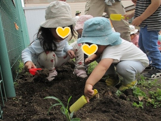 苗植え1