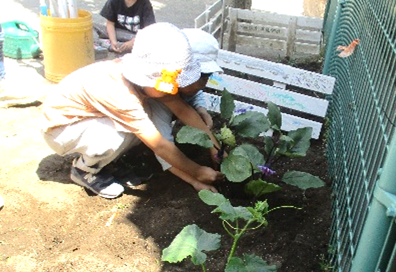 苗植え2