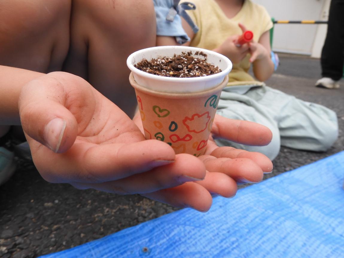 フウセンカズラのコップ