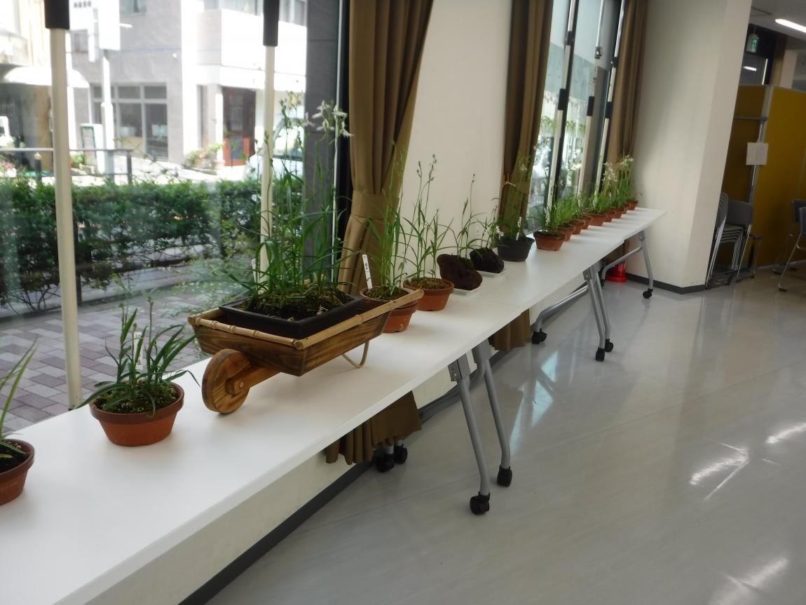 窓際のさぎ草
