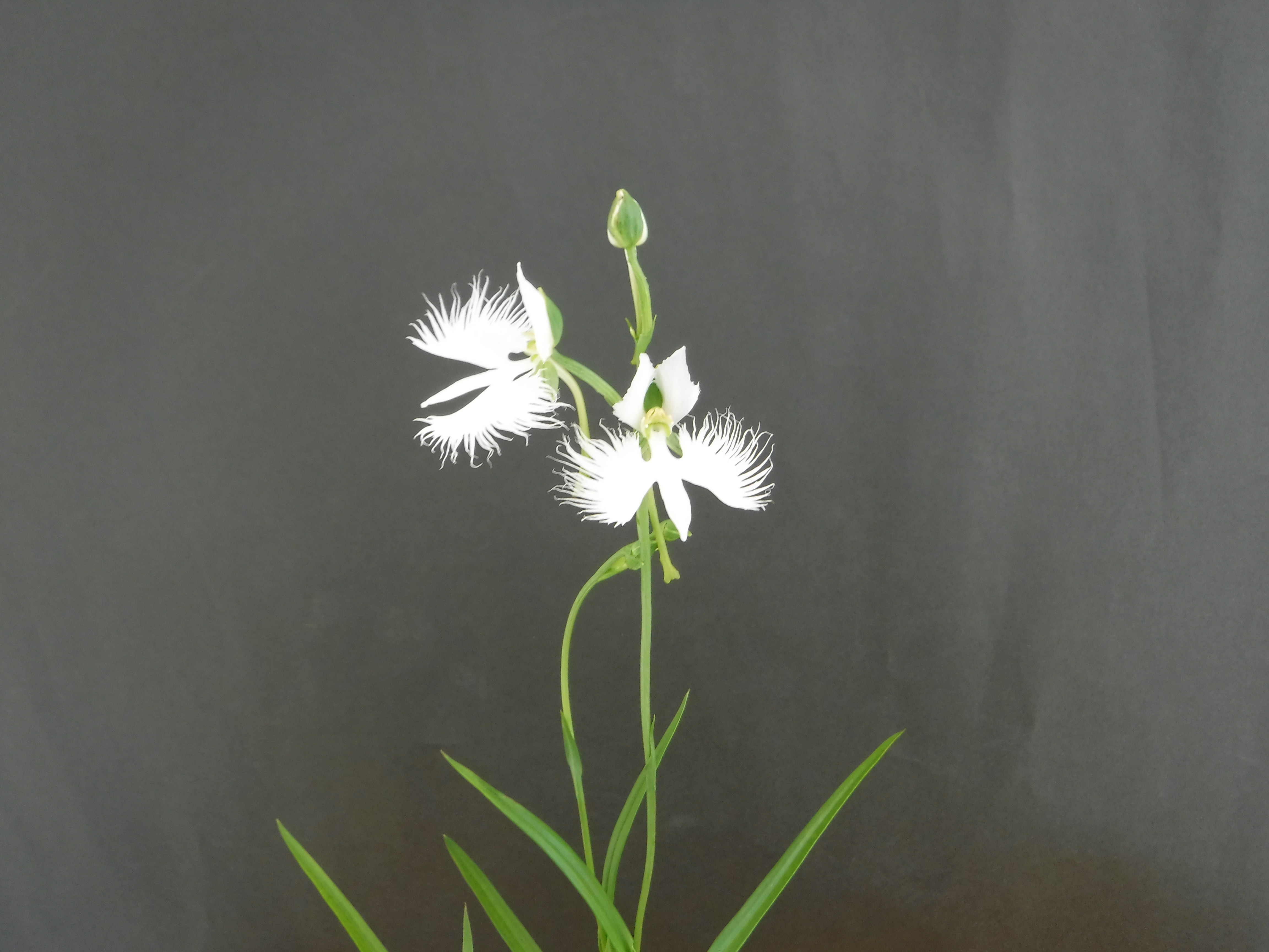 さぎ草
