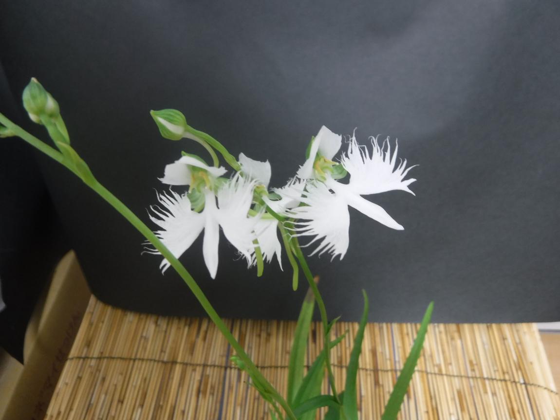 さぎ草