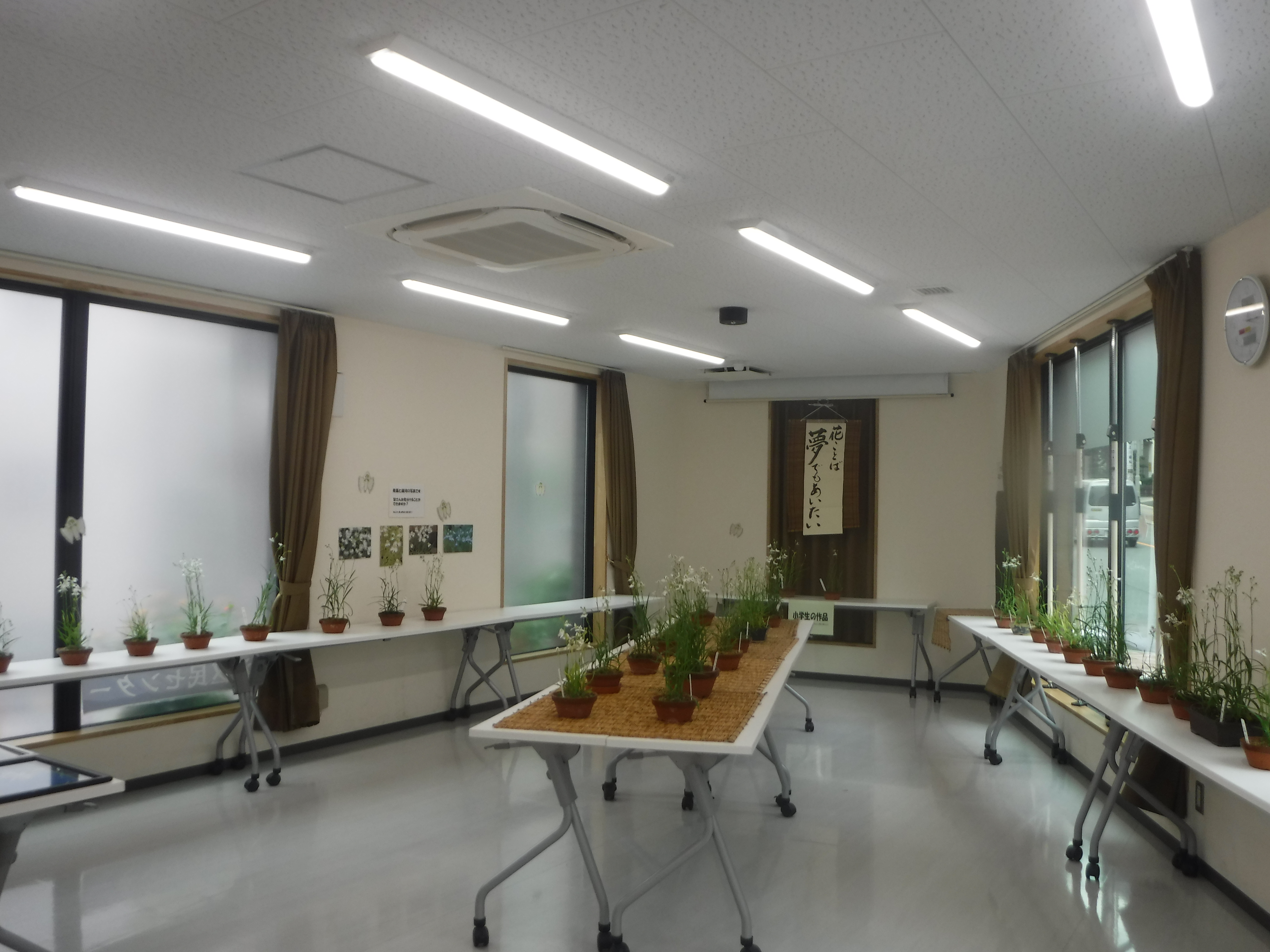 さぎ草