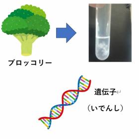 ブロッコリーから遺伝子を取り出してみよう！