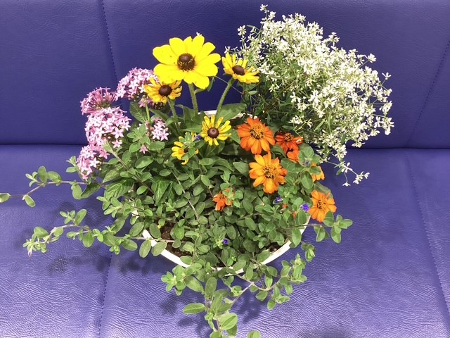 夏の寄せ植え
