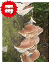 ツキヨタケの写真