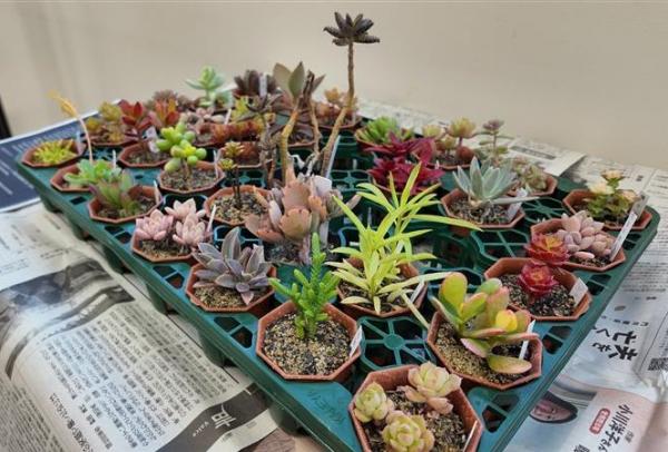 多肉植物の寄せ植え講習会サムネイル