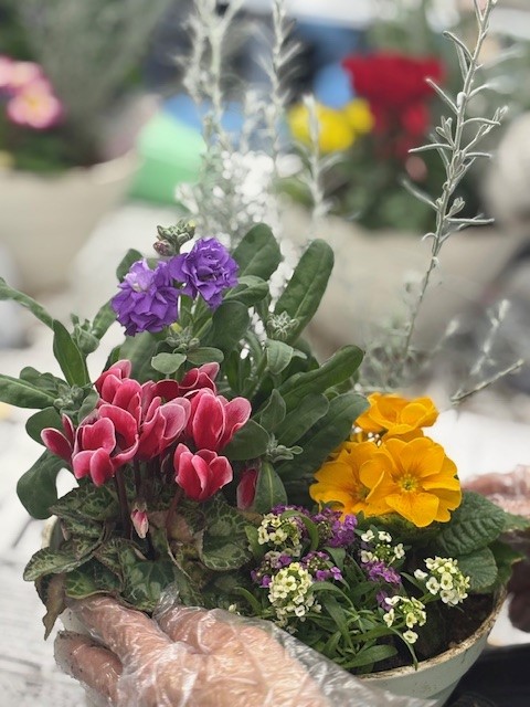 R7寄せ植え完成