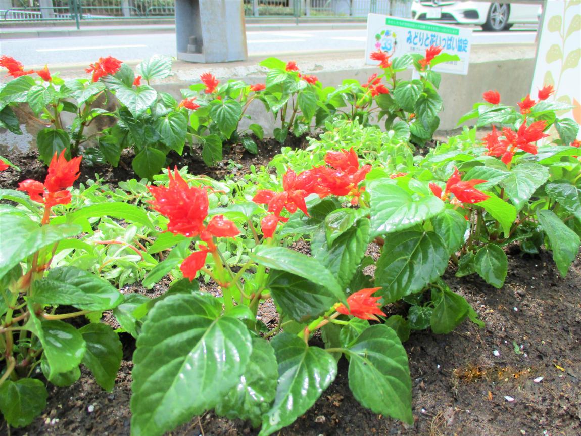 完成した花壇の様子。ポーチュラカを囲ってサルビアが植えてある。