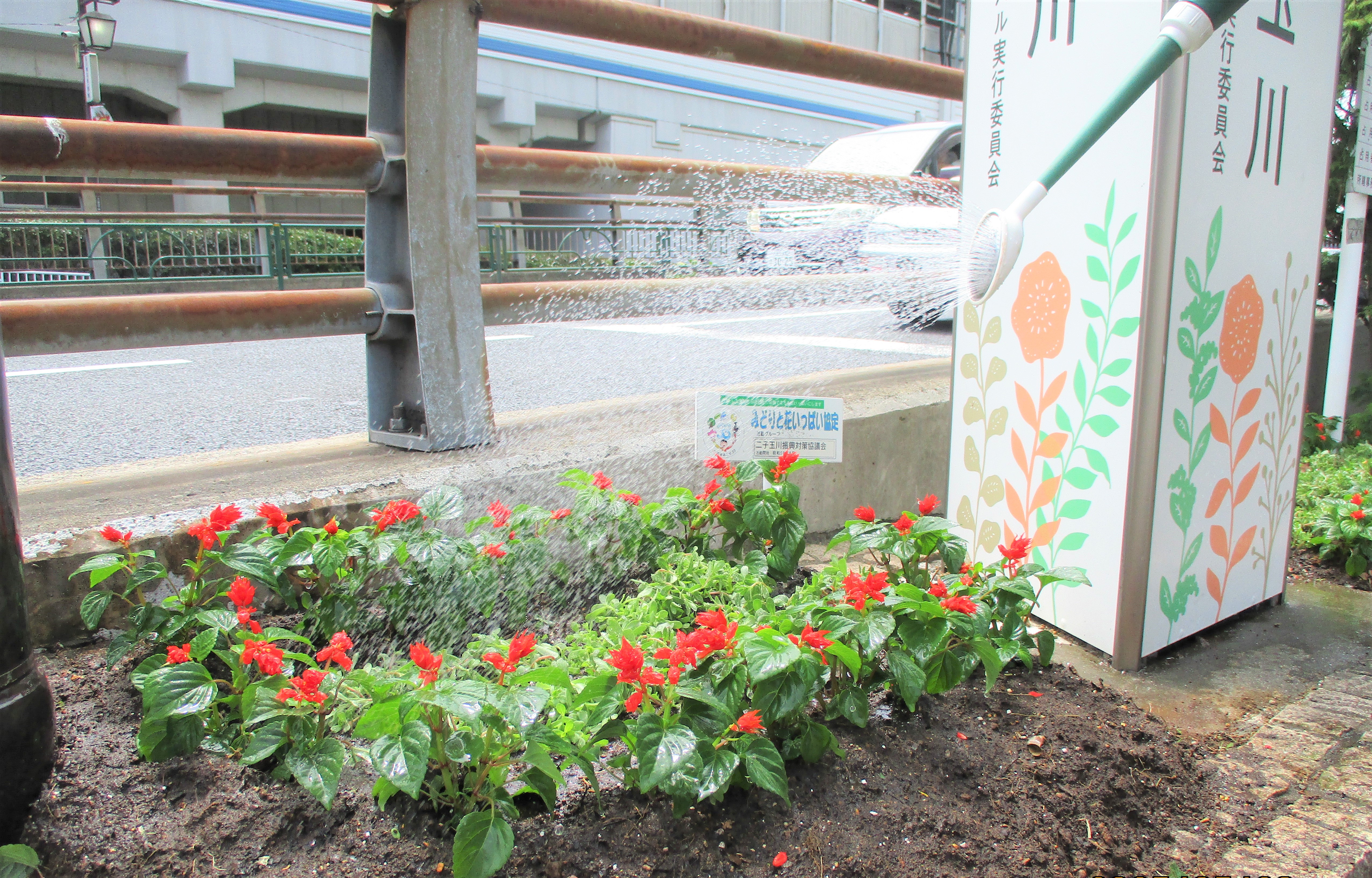 花の植え替えサムネイル。二子玉川駅前花壇にて、じょうろで水やり。