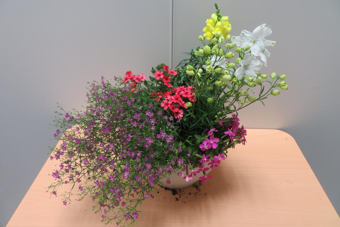 寄せ植え完成品