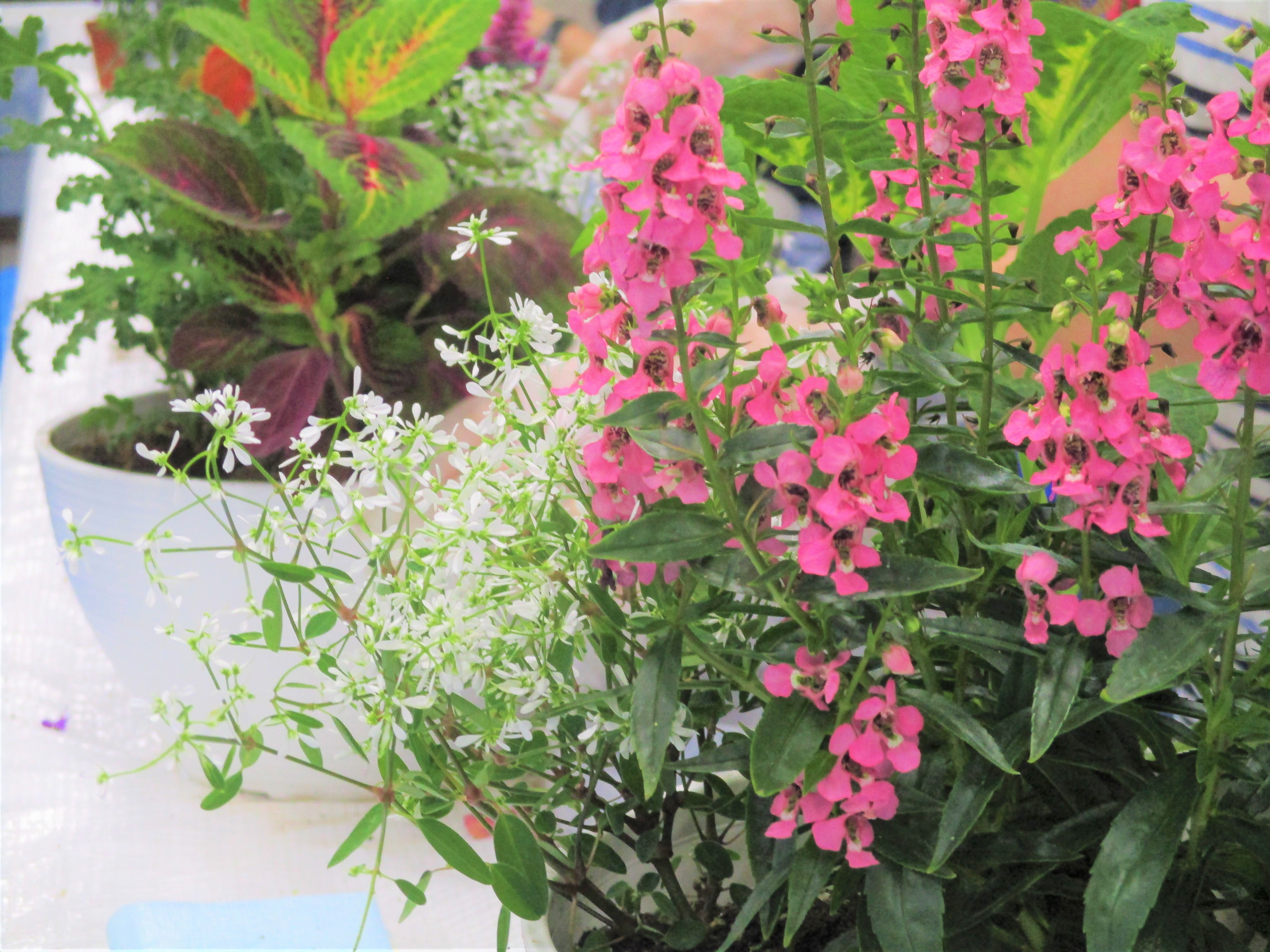 花の寄せ植え講習会実施サムネイル