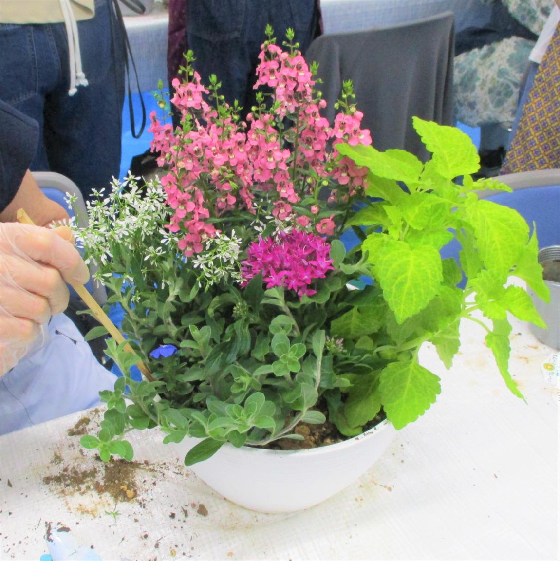 植え終わった鉢に培養土を追加して、割りばしを刺して土が隙間なくいきわたるようにしている