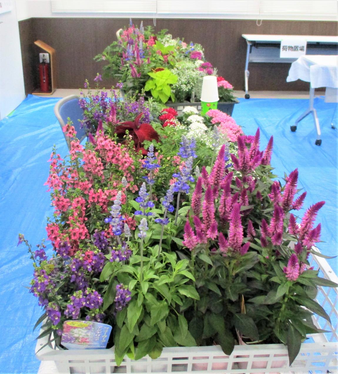 今回用意していただいた複数種の花苗が一つのかごに入っている