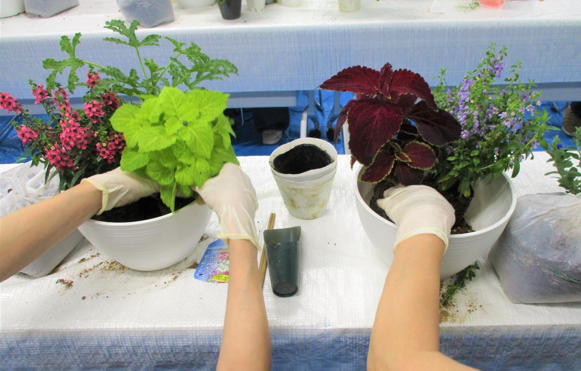 寄せ植えをしている最中。鉢に少量の土を入れ、苗木カップに入ったままの花苗を置いて配置を決める手元の写真