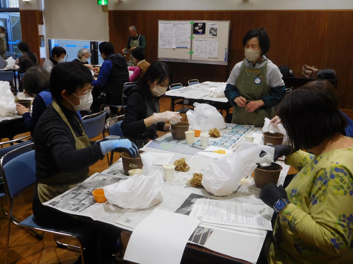 さぎ草 作業様子1
