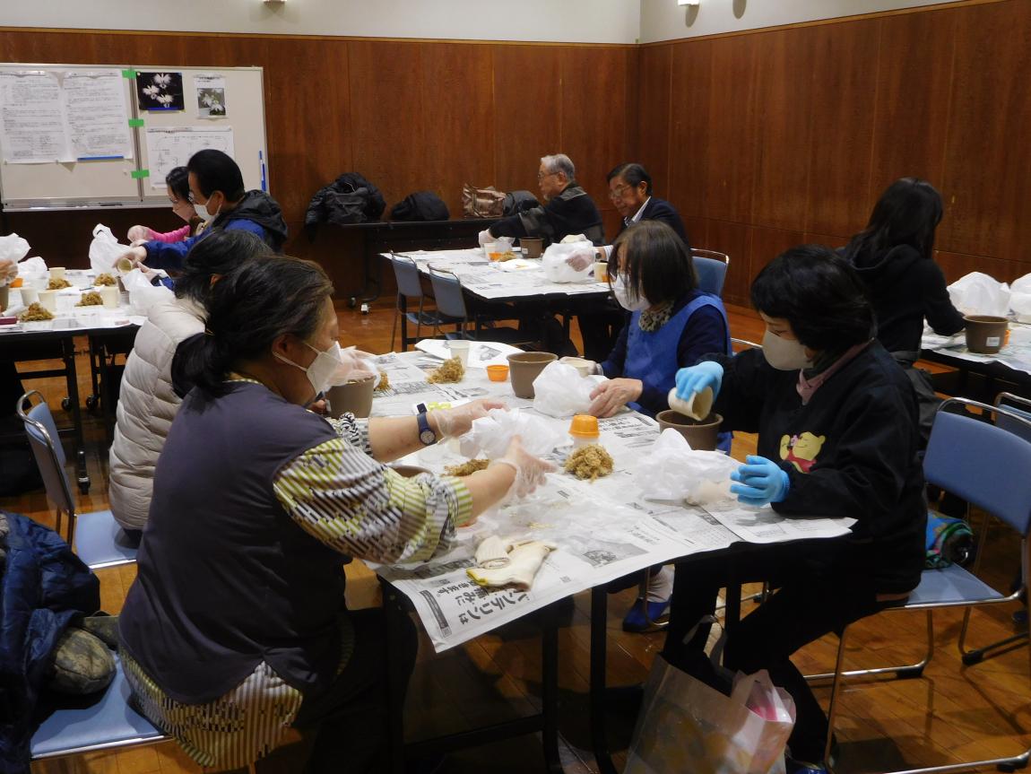 さぎ草 作業様子2