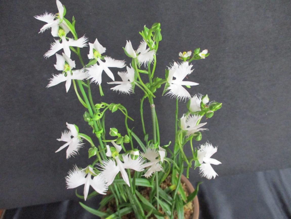 開花時のさぎ草