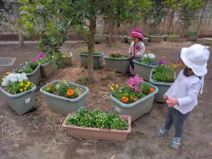 プランターのお花たち
