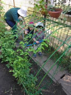 みどりのトンネル