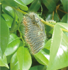 チャドクガの毛虫の写真