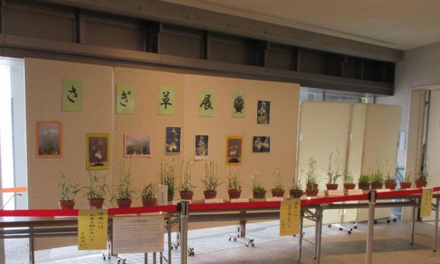 昨年のさぎ草展