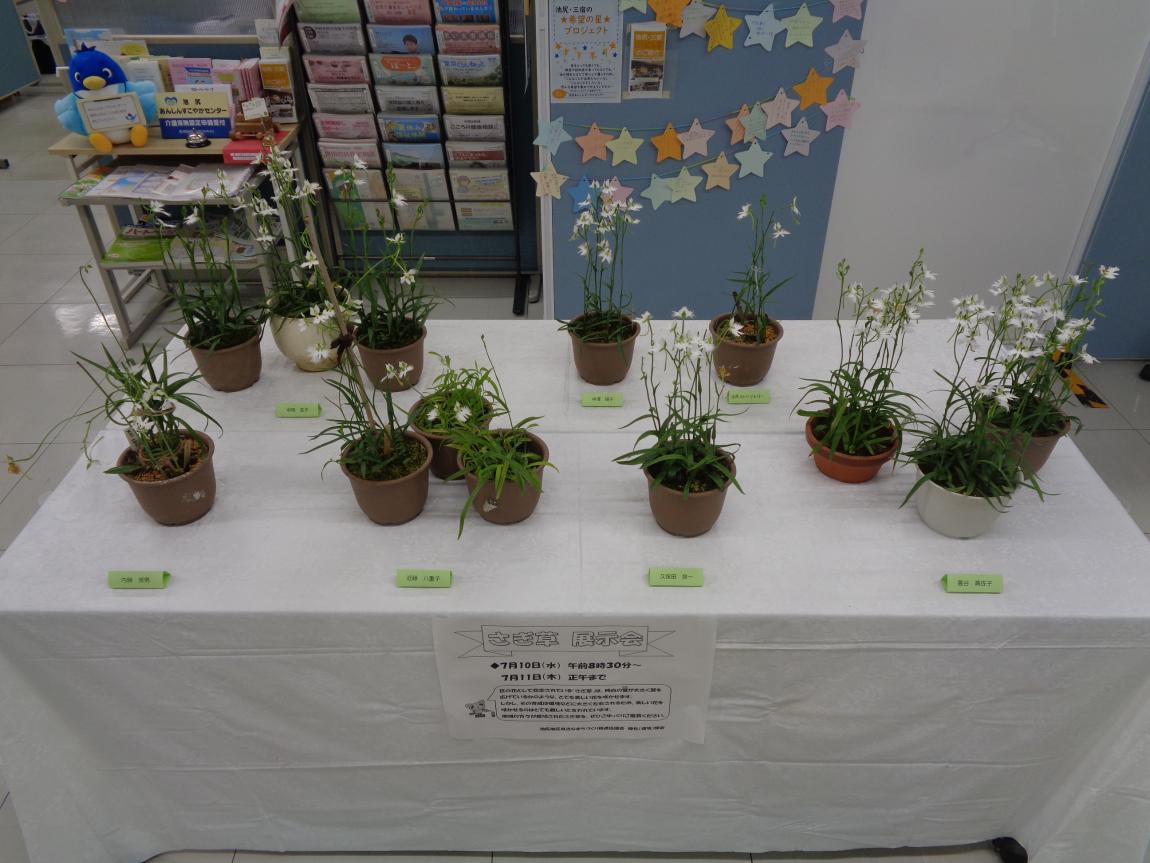 さぎ草展示会の様子