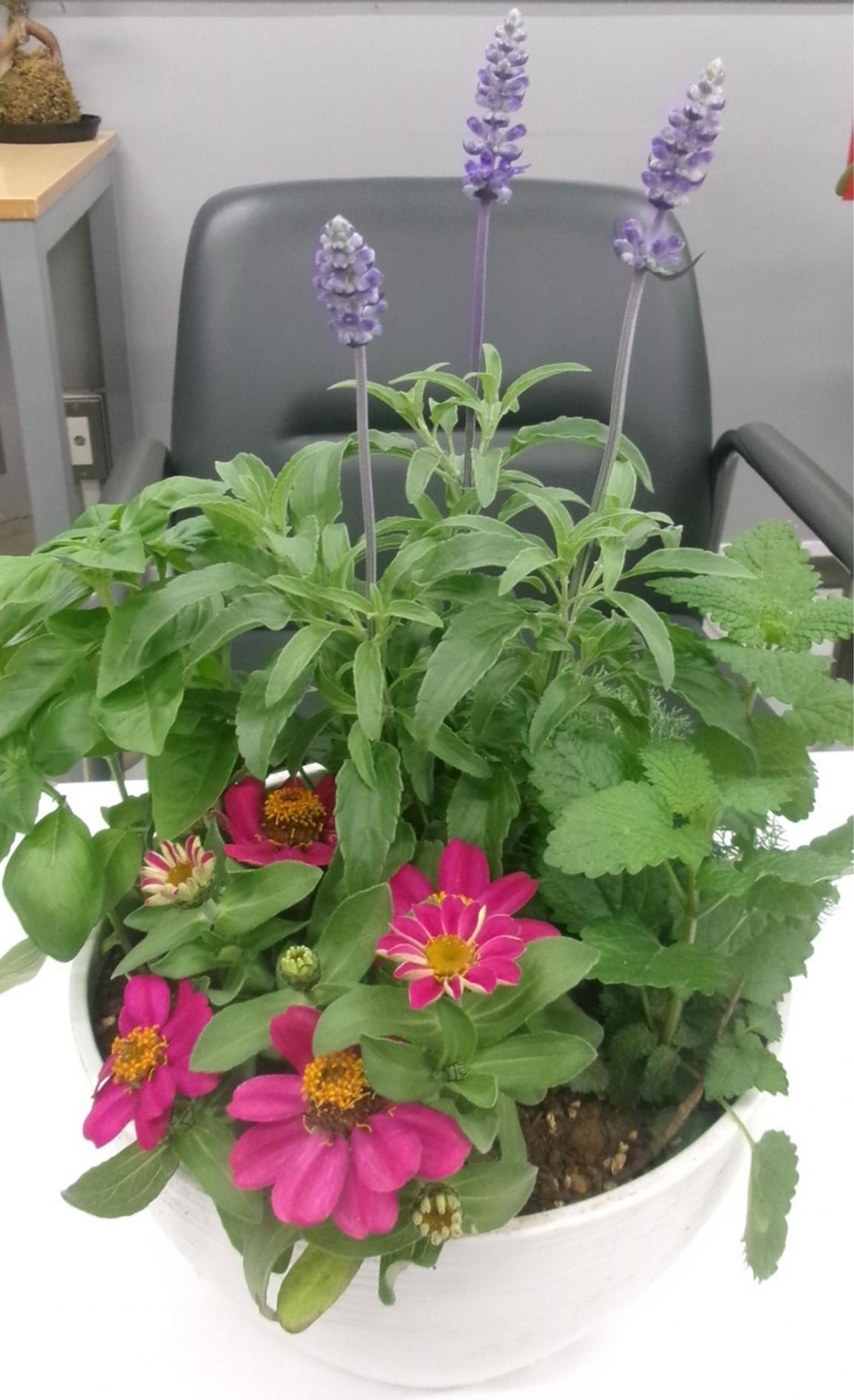 完成した寄せ植え。ジニアはピンク、サルビアは紫の花が咲いている