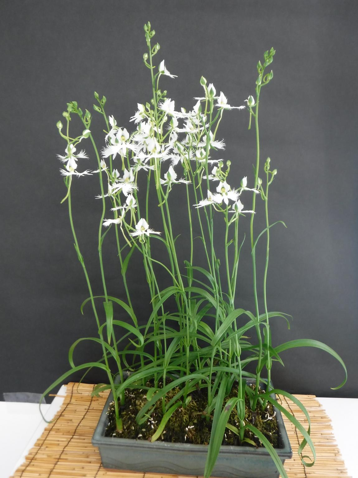 さぎ草