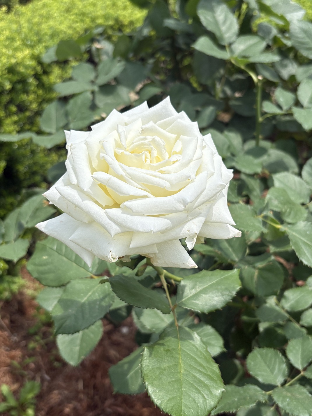 バラ園（白い薔薇）