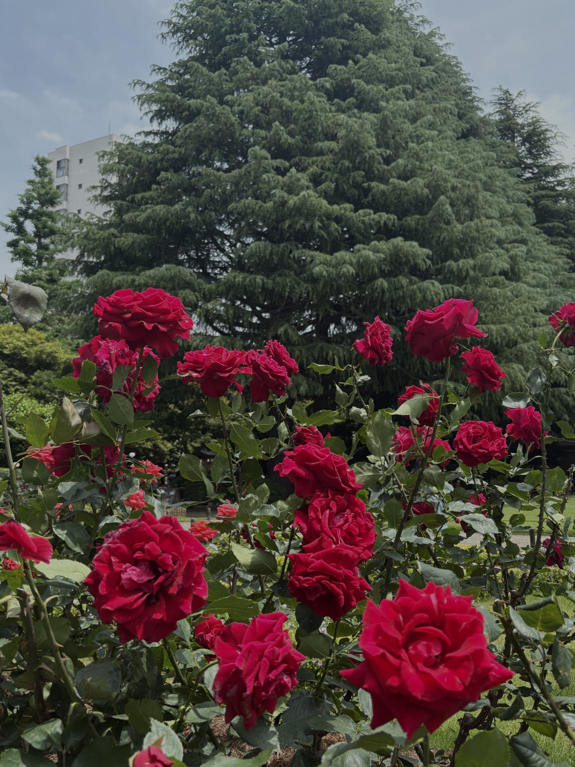 バラ園（赤い薔薇）