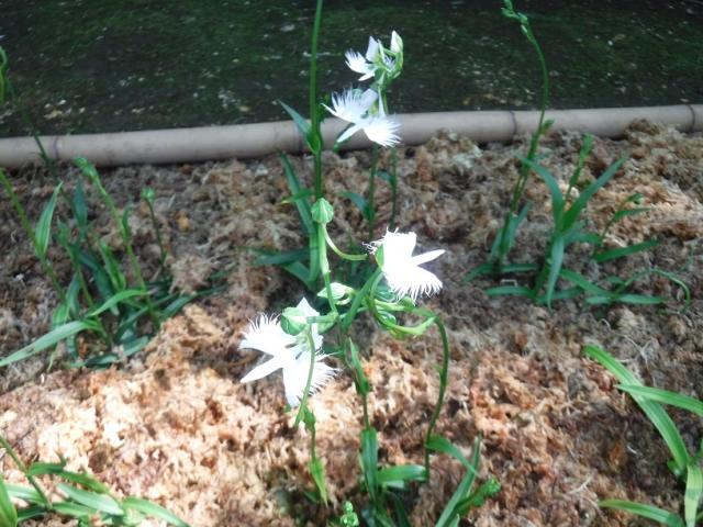 さぎ草の花の写真