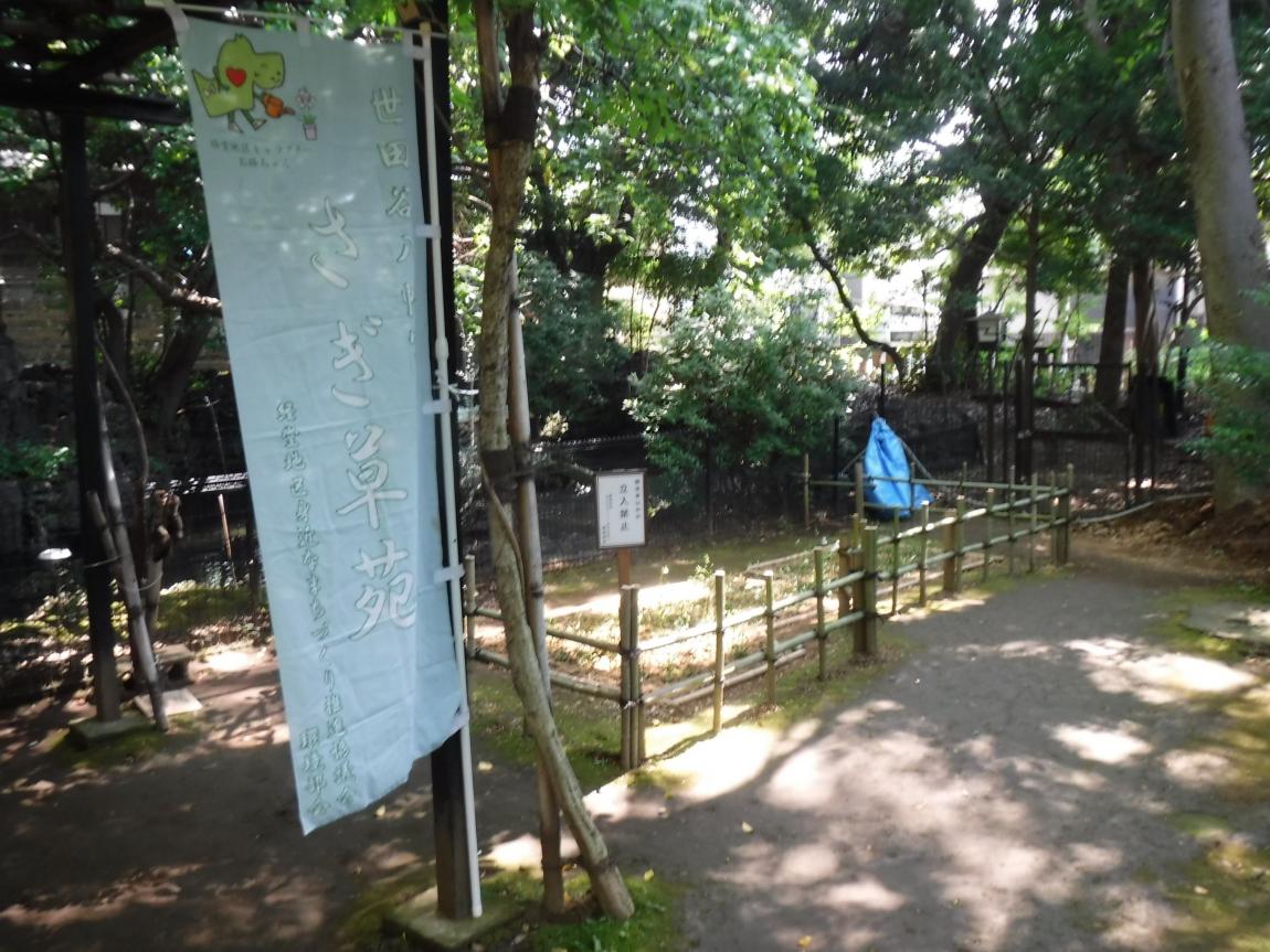 さぎ草苑植え込み周辺の様子の写真
