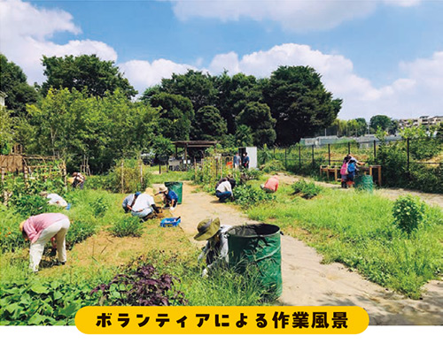 ボランティアによる作業風景の写真