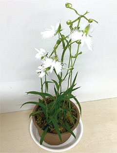 地域の方が育てたさぎ草の写真