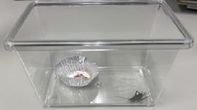 昆虫の画像