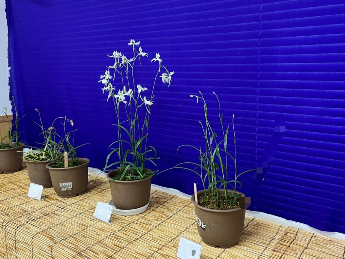 さぎ草展示会の様子2
