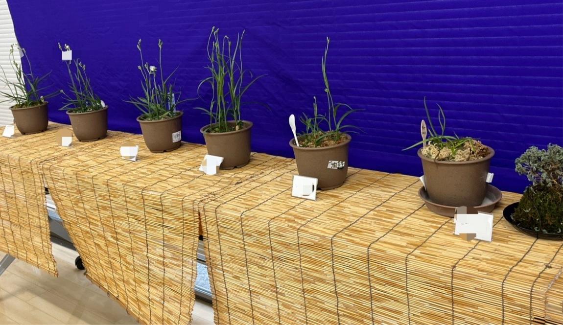 さぎ草展示会の様子3