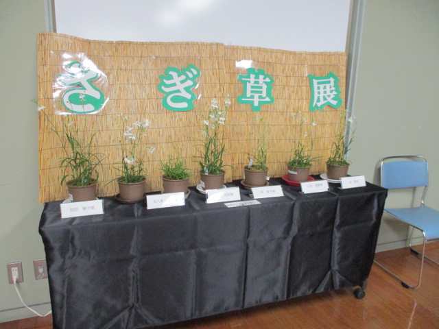 さぎ草展の様子1